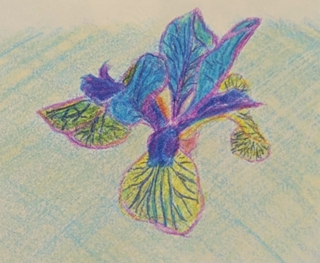 Blue Iris by artist Alyssa Morgan